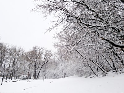 白色的雪原环绕着树木